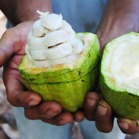 cacao fruit