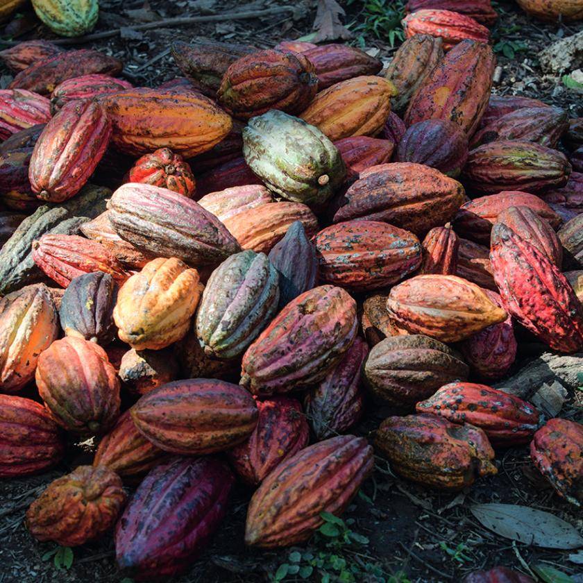 peru cocoa pods