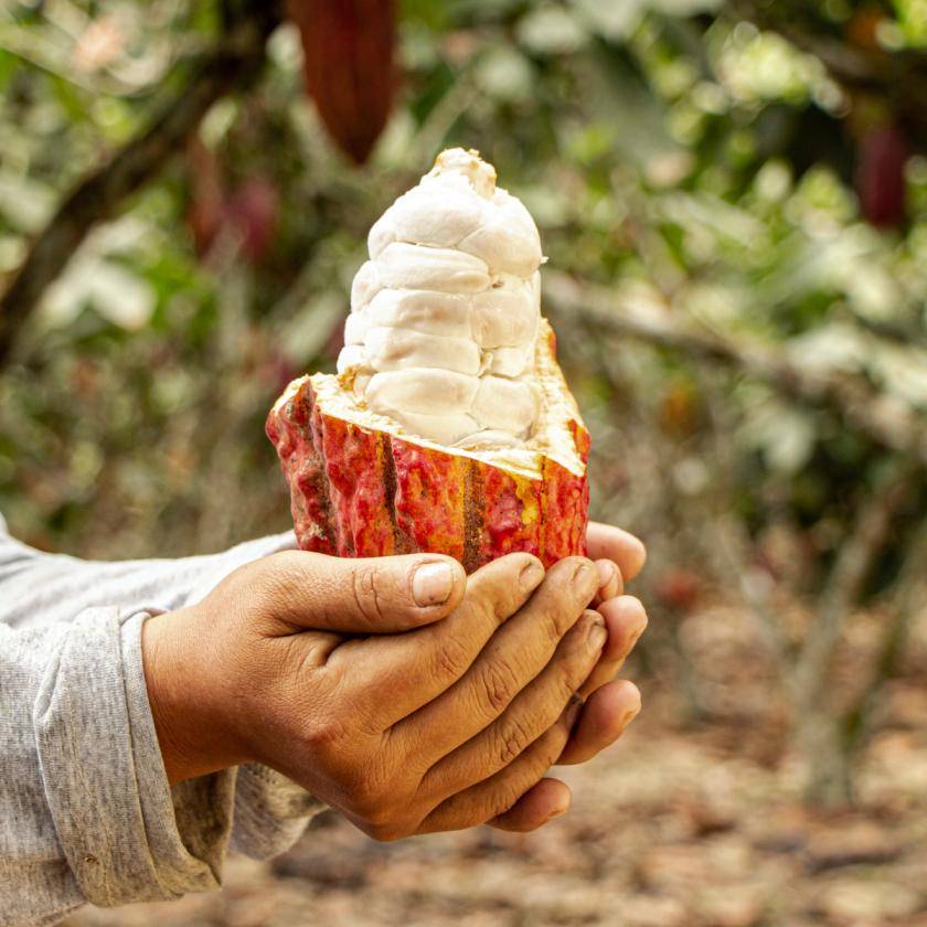 cocoa pod from Peru